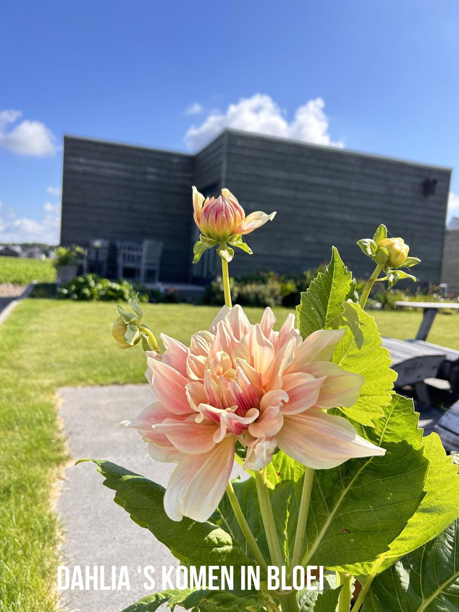 Blossombed Voorhout Экстерьер фото